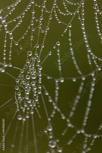 spider web with dew drops, shallow depth of field