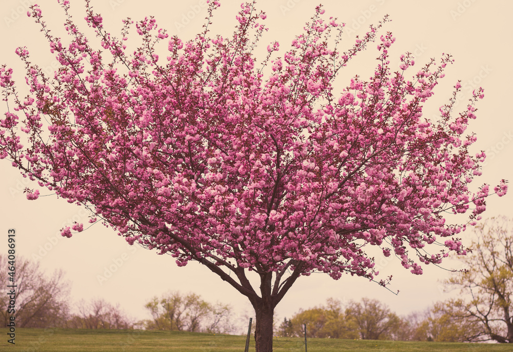 tree in the park tree in the park