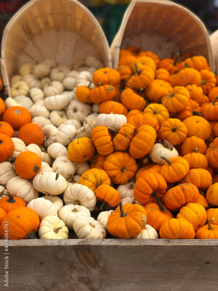White and orange mini pumpkins displayed at a fall farmers market
