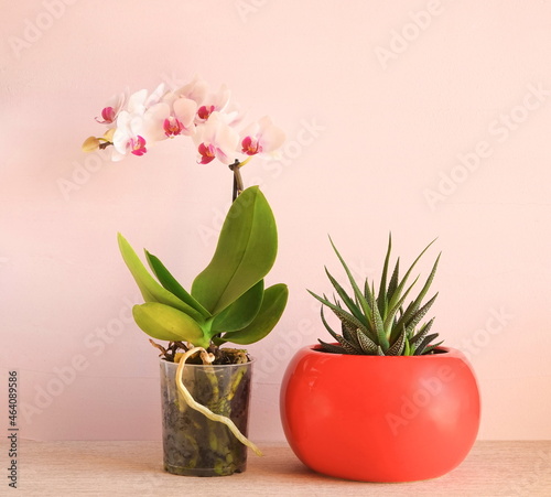 Fototapeta Naklejka Na Ścianę i Meble -  Home flowers  on a light pink background. White orchid and succulent haworthia in red  pots. Green home plants, side view.
