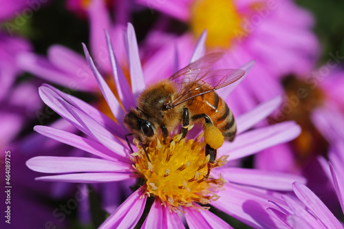 Bee collects nectar from New York aster flowers. Aster Novi-Belgii. Michaelmas Daisy. Erigeron glaucus or Sea Breeze plant.