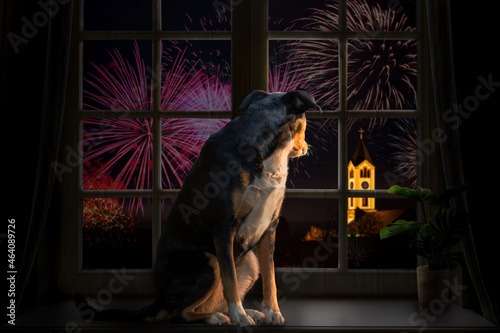 Dog looks out the window and watching the fireworks