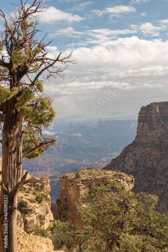 Grand Canyon vista with trunk of tree in foreground