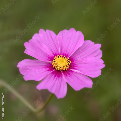 Closeup of flowers of Cosmos Bipinnatus in a garden in early autumn