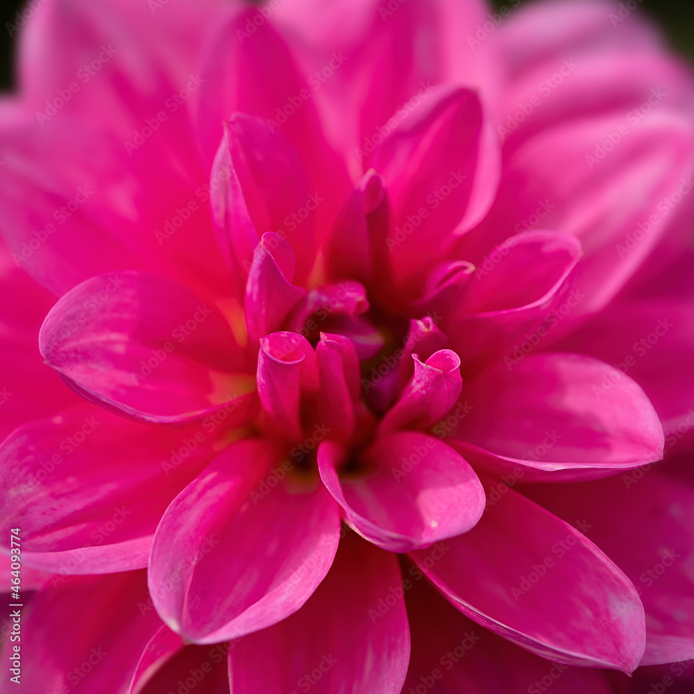 Closeup of flowers of Dahlia 'Gerrie Hoek'