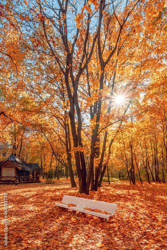 Golden autumn in the park. The sun's rays. A bench under a tree. Fallen autumn foliage.