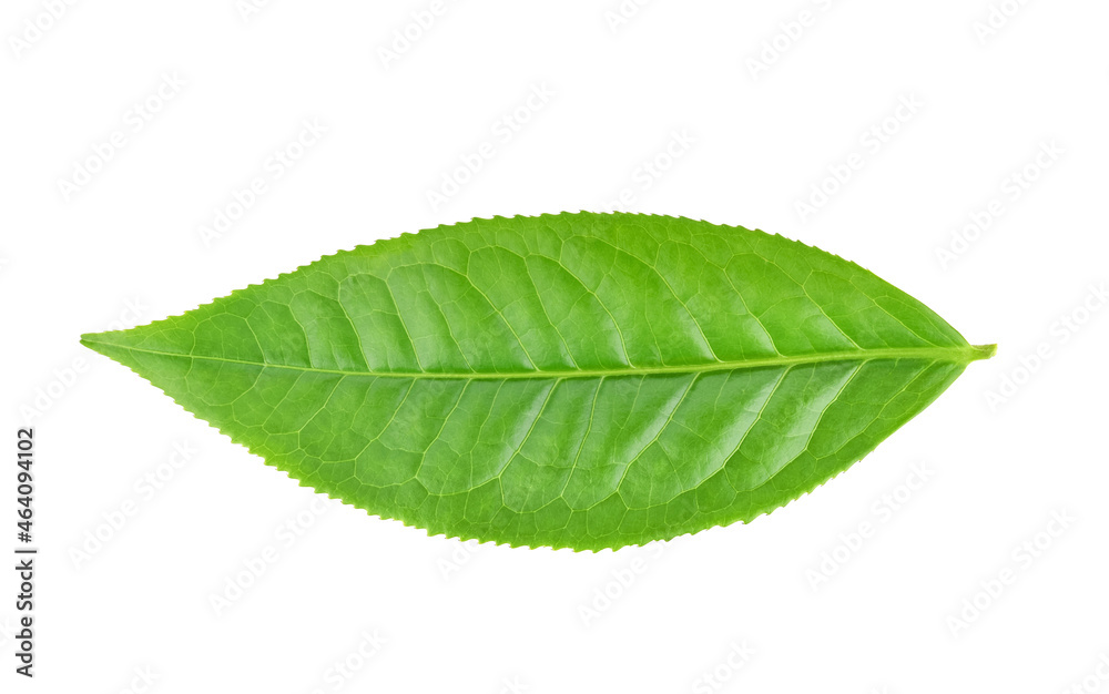 Fototapeta premium green tea leaf isolated on white background
