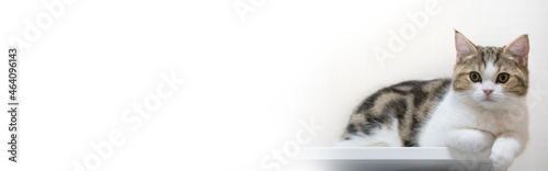 web banner pet activity with scottish straight kitten play and sit on table © tickcharoen04