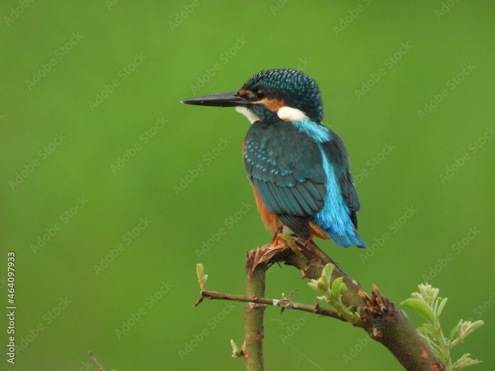 kingfisher on the branch kingfisher on the branch