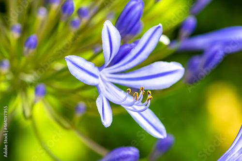 A close-up agapanthe petal  beautiful blue flower in summer 