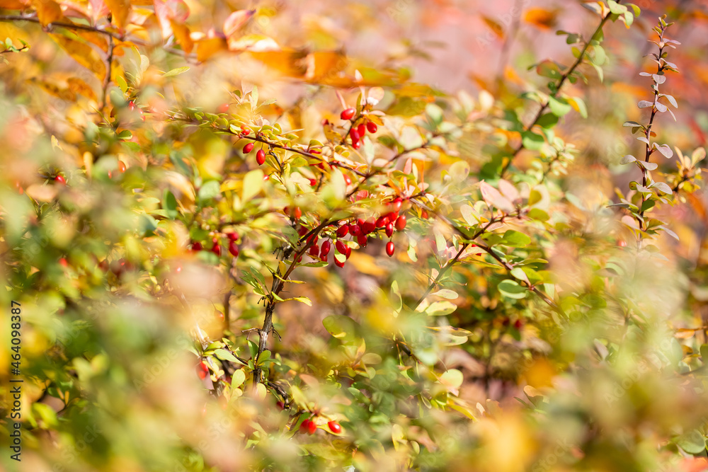 Ripe barberry berries on bush branches in autumn Ripe barberry berries on bush branches in autumn