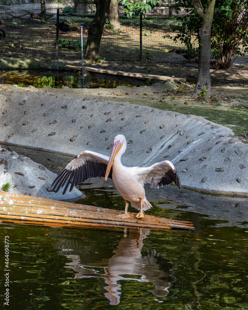 Obraz premium Pink Pelican