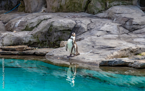 Humboldt Penguin