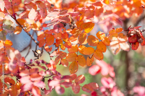 Bright colorful leaves on bushes in autumn, selective focus