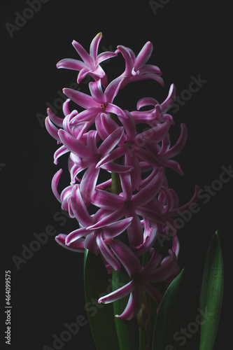 Purple hyacinth flower on a black background. 