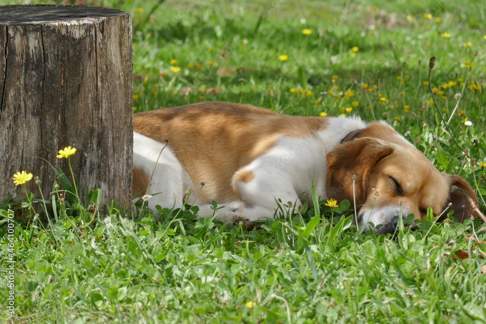 Small brown and white dog