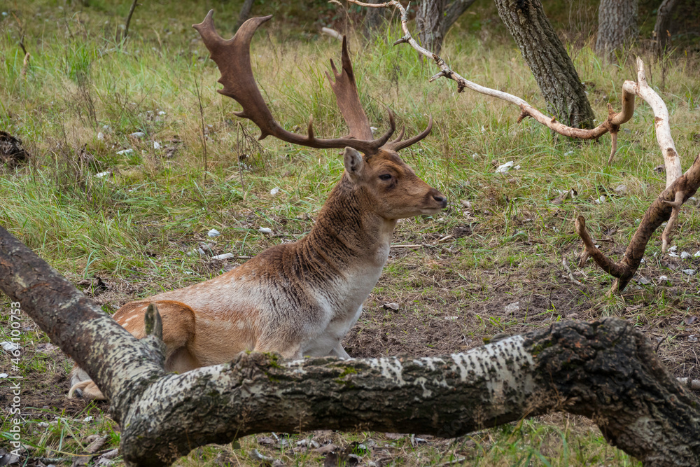 Fototapeta premium deer in the wild nature in the netherlands