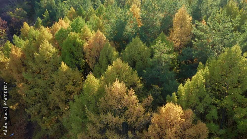 Wonderful coniferous forest in late autumn. Nature reserve. The concept of nature and environmental conservation. Beautiful trees, falling leaves. High quality. 4k footage. Wonderful coniferous forest in late autumn. Nature reserve. The concept of nature and environmental conservation. Beautiful trees, falling leaves. High quality. 4k footage.