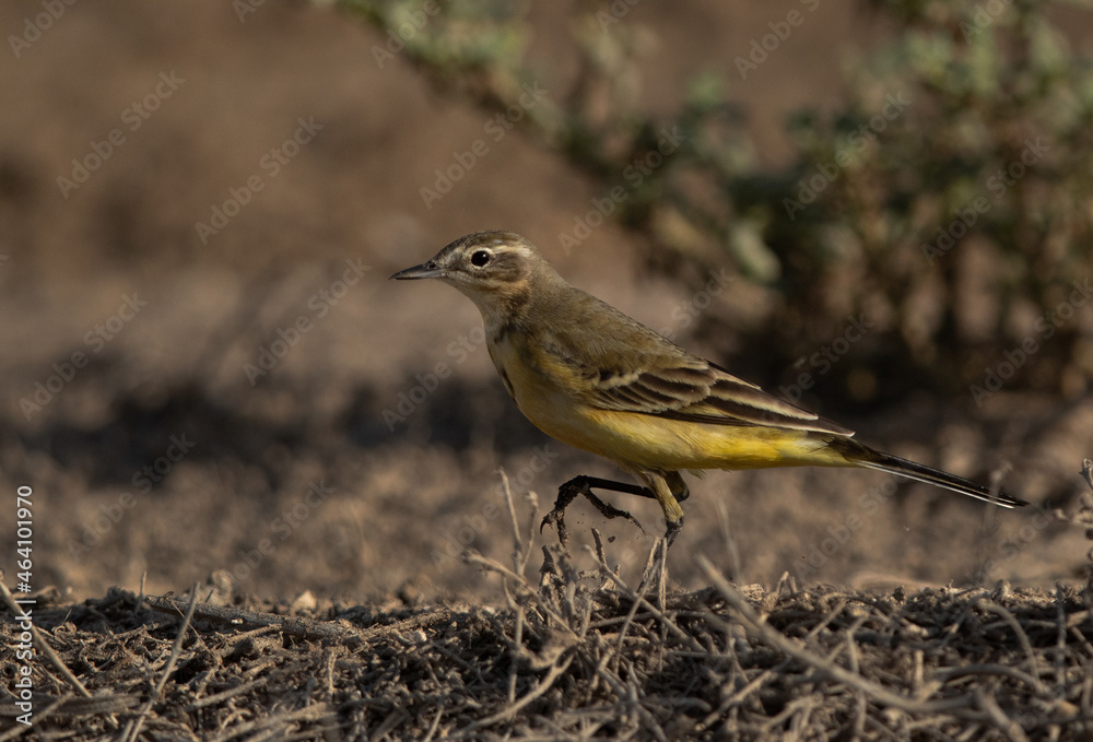 Closeup of a Yellow Wagtail at Hamala, Bahrain Closeup of a Yellow Wagtail at Hamala, Bahrain
