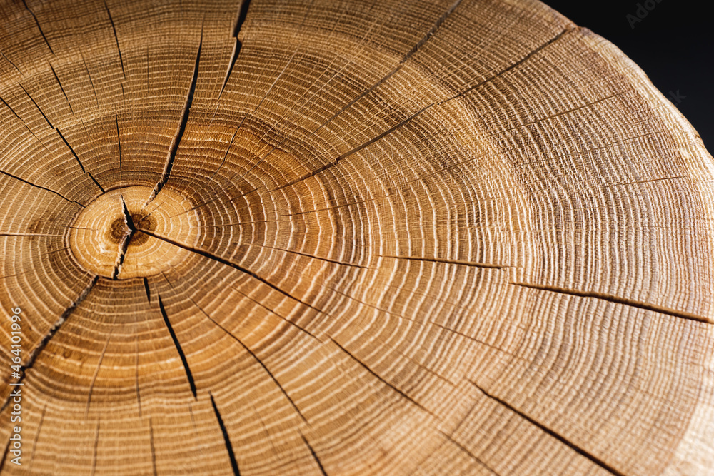 Fototapeta premium Style wooden countertop slab, saw cut wood treated with varnish close-up on black. Isolate.