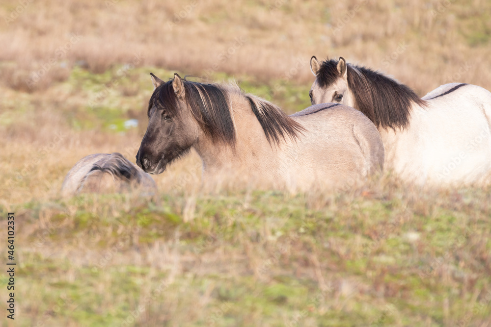 Wild Konik horses in the dunes of the Zuid-Kennemerland National Park. Wild Konik horses in the dunes of the Zuid-Kennemerland National Park.