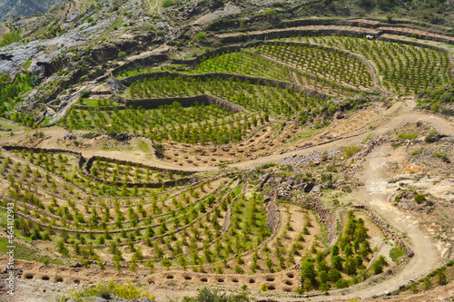 agricultural terraces 