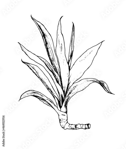 drawing yucca. Hand-drawn sketch-style house plant with Long narrow leaves ficus Isolated black outline on White for Design template