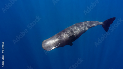 Sperm whale, also called cachalot (Physeter macrocephalus) in Dominica. An improved edit (white balance). photo