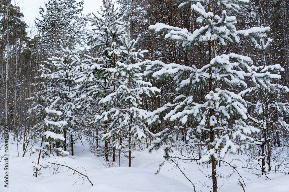 Fototapeta premium Snowfall in the winter forest.