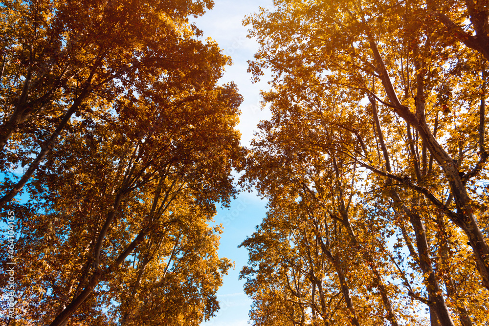 Treetops in autumn. Golden colors. Selective focus. Treetops in autumn. Golden colors. Selective focus.