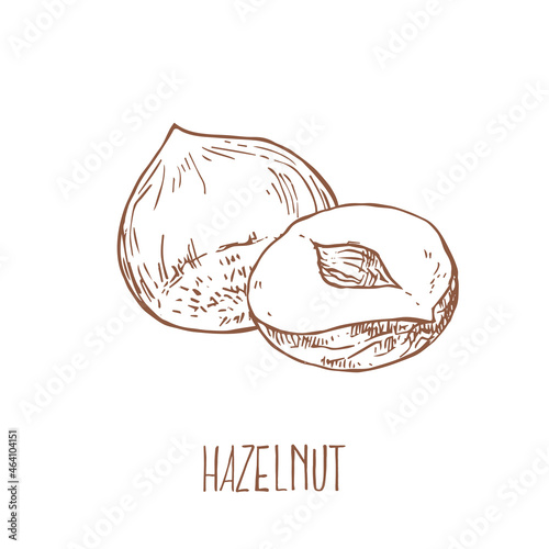 Hand drawn vector hazel nuts forest illustration