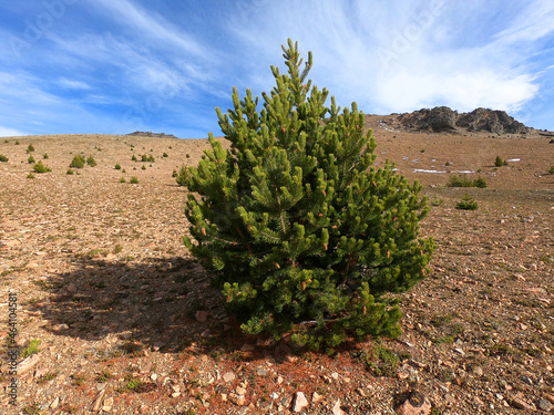 A small fir on the way to the top of Piltriquitron hill near the Argentine town of El Bolson photo