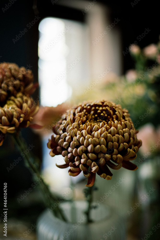 Fototapeta premium Chrys flowers in a vase