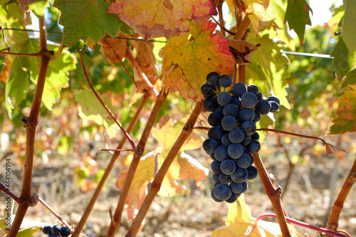 Natural view of vineyard with grapes in the nature