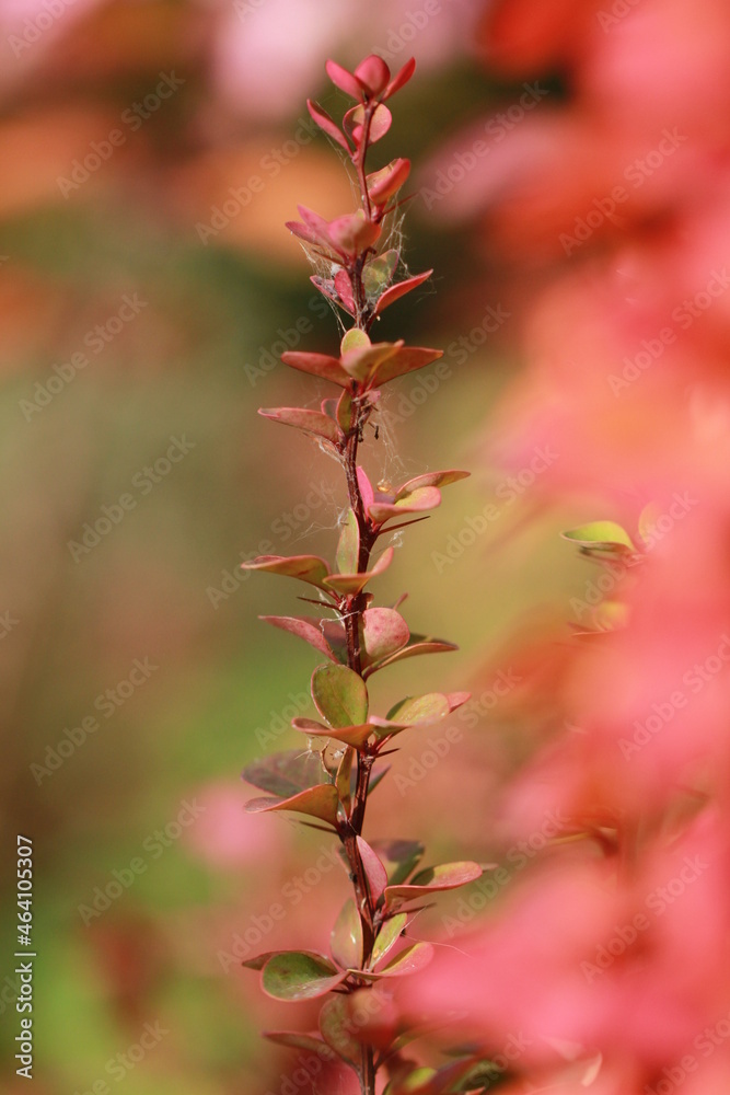 bright juicy barberry. Colors of autumn on a sunny day. bright juicy barberry. Colors of autumn on a sunny day.