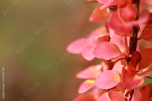 Fototapeta Naklejka Na Ścianę i Meble -  bright juicy barberry. Colors of autumn on a sunny day.