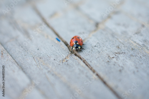 ladybug on a leaf