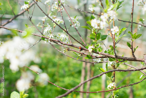 branch of a blossoming tree