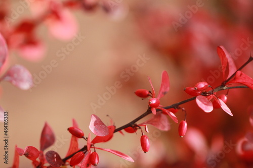 bright juicy barberry. Colors of autumn on a sunny day.