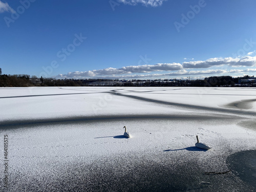 Swans on a frozen lake under the sunlight and a blue sky in Gummersbach, Germany photo
