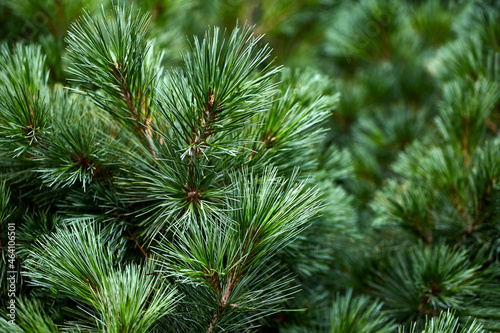 Green spruce, branches textured background. Green spruce, white spruce or Colorado blue spruce.