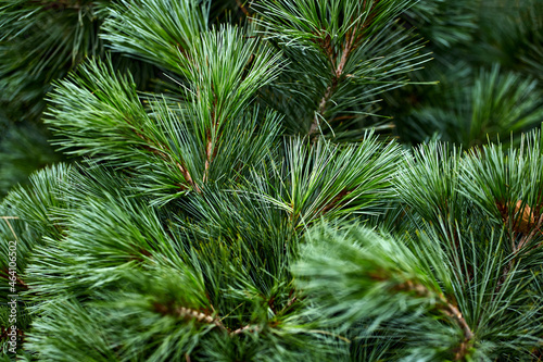 Green spruce, branches textured background. Green spruce, white spruce or Colorado blue spruce.