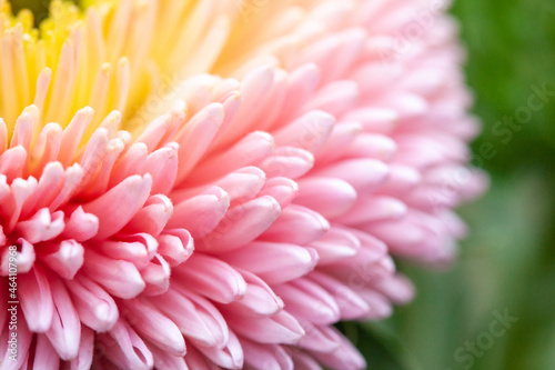 Pink and yellow aster petals close-up. Abstract floral background