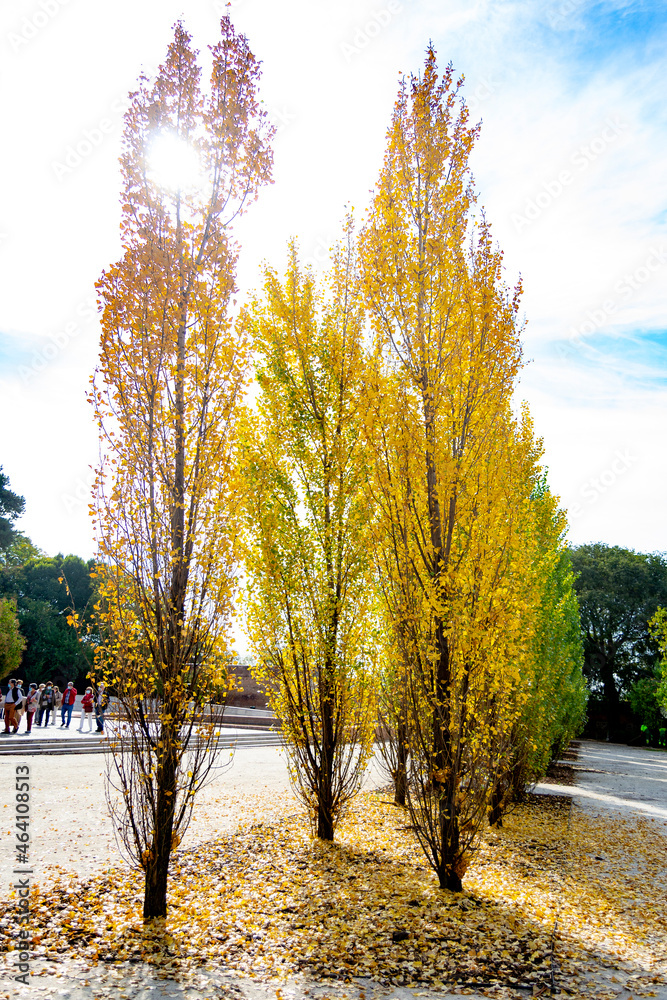 Autumn. Autumn landscape with orange, brown and yellow colors in the branches of the trees and by the path full of leaves in Parque del Retiro in Madrid, in Spain. Europe. Vertical photography.