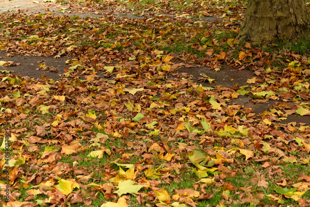 Red and orange autumn leaves on the grass and pavement. Red and orange autumn leaves on the grass and pavement.