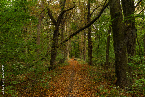 Autumn riparian forest and path in central Bohemia