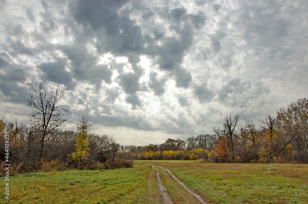 Obraz premium landscape in the forest