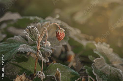 Forest strawberries on a frosty morning in the autumn garden
