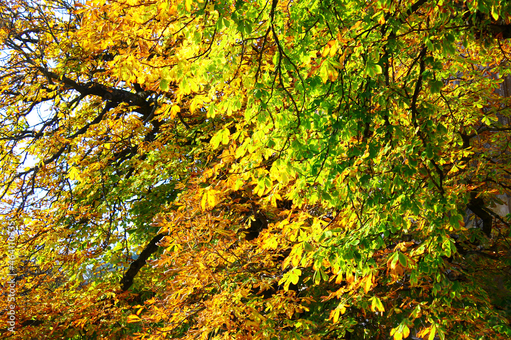 Beautiful tree with colorful eaves in an autumn forest. Autumn Nature Background. Beautiful tree with colorful eaves in an autumn forest. Autumn Nature Background.