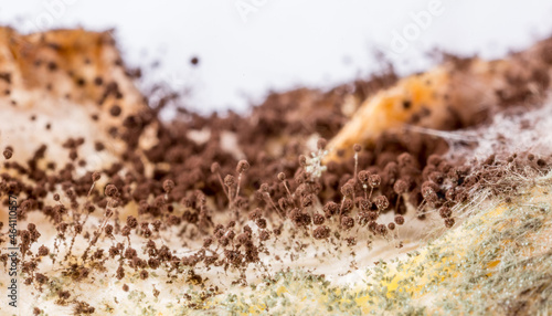 Mold close-up macro. Moldy fungus on food. Fluffy spores mold as a background or texture. Mold fungus. Abstract background with copy space. photo